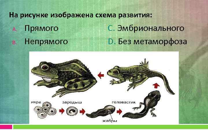 На рисунке изображена схема развития: A. B. Прямого Непрямого С. Эмбрионального D. Без метаморфоза