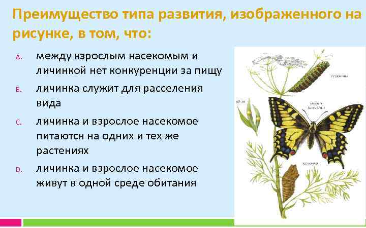 Преимущество типа развития, изображенного на рисунке, в том, что: A. B. C. D. между