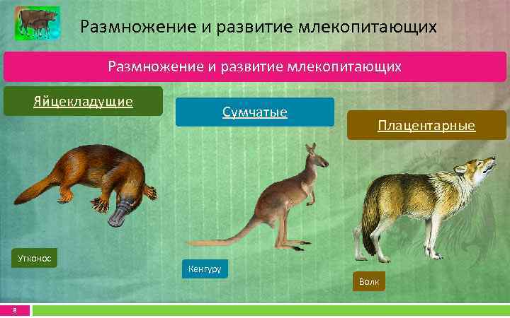 Размножение и развитие млекопитающих Яйцекладущие Утконос Сумчатые Плацентарные Кенгуру Волк 8 