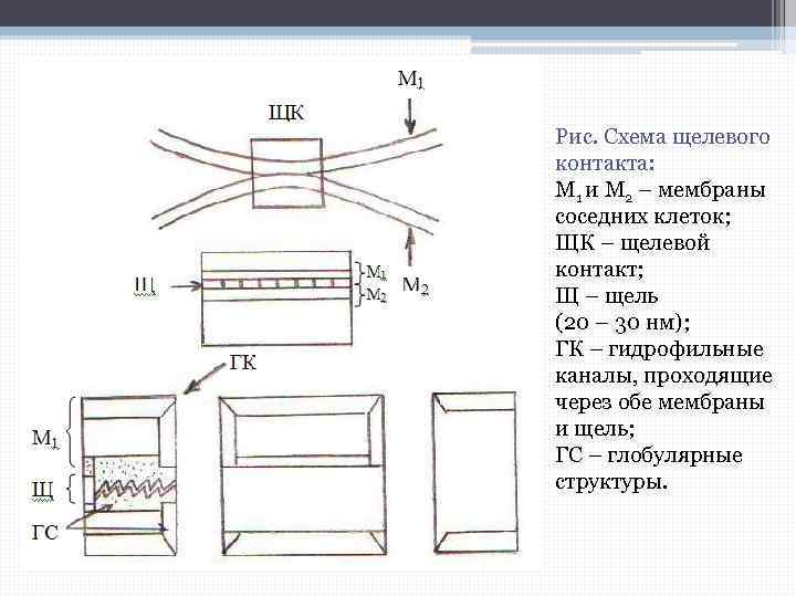 Рис. Схема щелевого контакта: М 1 и М 2 – мембраны соседних клеток; ЩК