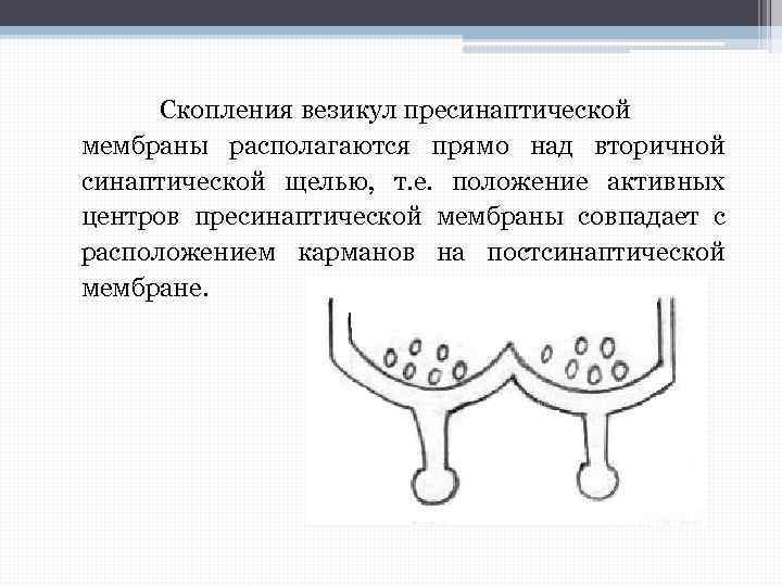 Скопления везикул пресинаптической мембраны располагаются прямо над вторичной синаптической щелью, т. е. положение активных