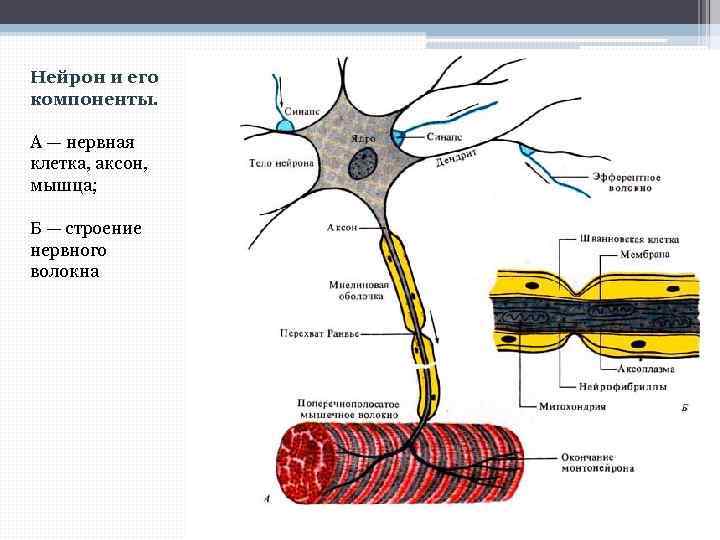 Нейрон и его компоненты. А — нервная клетка, аксон, мышца; Б — строение нервного