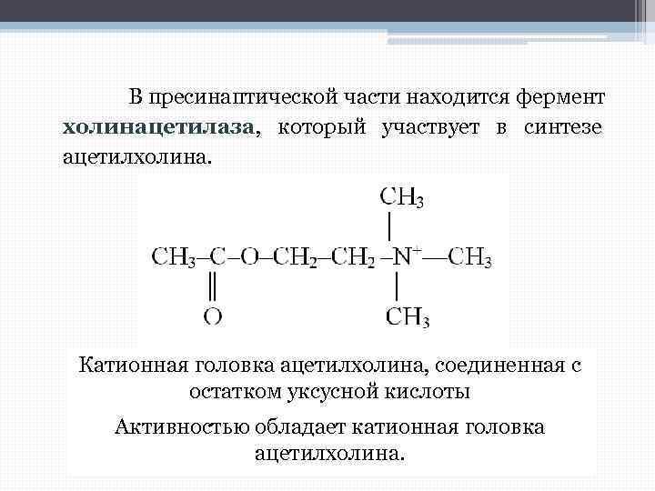 В пресинаптической части находится фермент холинацетилаза, который участвует в синтезе ацетилхолина. Катионная головка ацетилхолина,