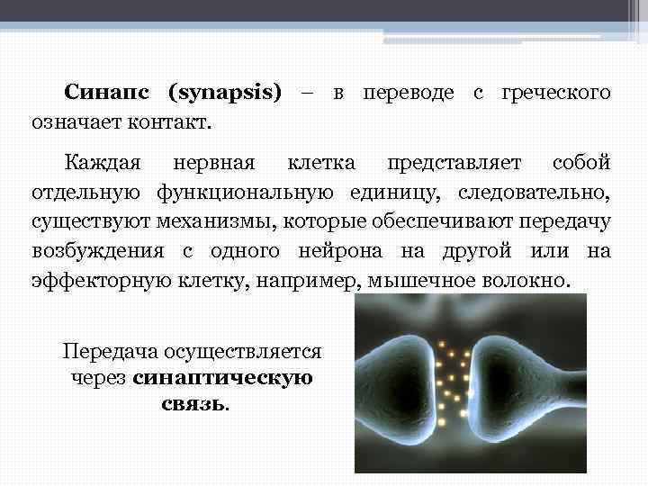 Синапс (synapsis) – в переводе с греческого означает контакт. Каждая нервная клетка представляет собой