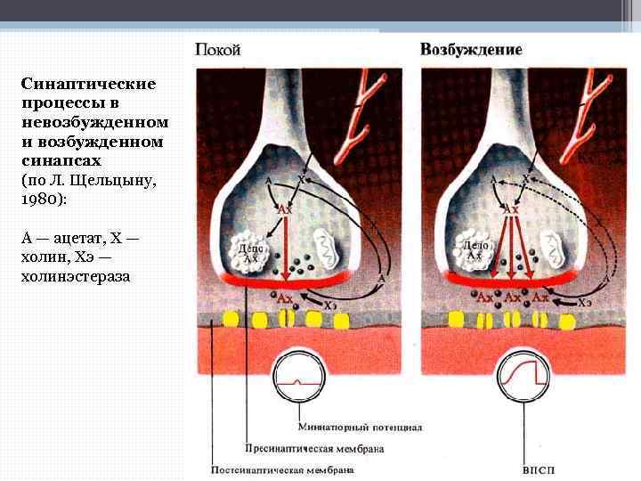 Синаптические процессы в невозбужденном и возбужденном синапсах (по Л. Щельцыну, 1980): А — ацетат,