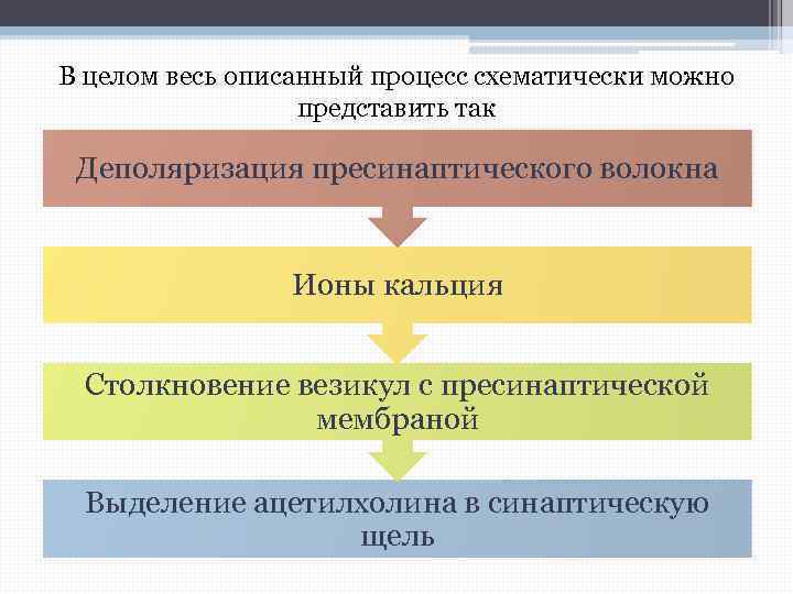 В целом весь описанный процесс схематически можно представить так Деполяризация пресинаптического волокна Ионы кальция