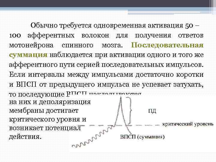 Обычно требуется одновременная активация 50 – 100 афферентных волокон для получения ответов мотонейрона спинного