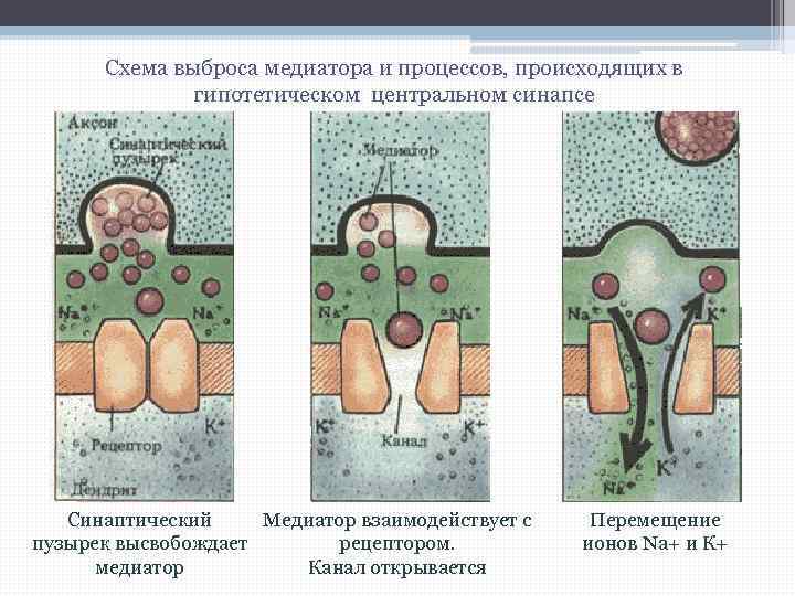 Схема выброса медиатора и процессов, происходящих в гипотетическом центральном синапсе Синаптический Медиатор взаимодействует с