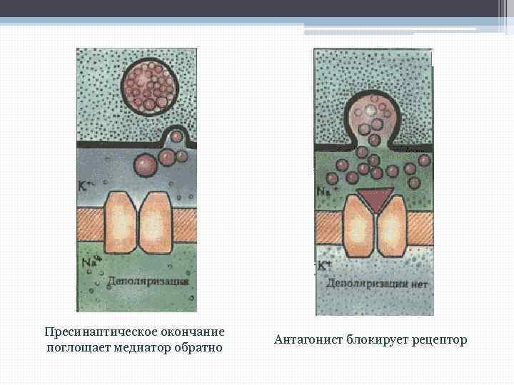 Пресинаптическое окончание поглощает медиатор обратно Антагонист блокирует рецептор 