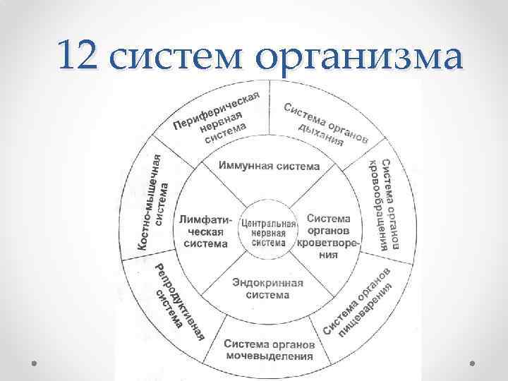 Виды систем организма. 12 Систем организма человека список. 12 Систем организма и их функции. 12 Систем организма человека таблица. 12 Систем организма человека и их функции таблица.