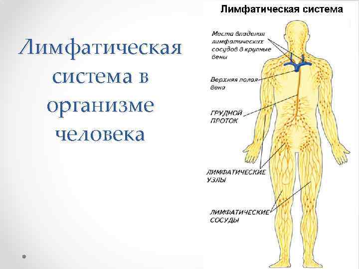 Схема лимфатической системы