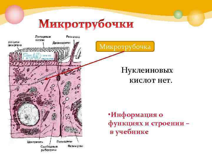 Микротрубочка Нуклеиновых кислот нет. • Информация о функциях и строении – в учебнике 