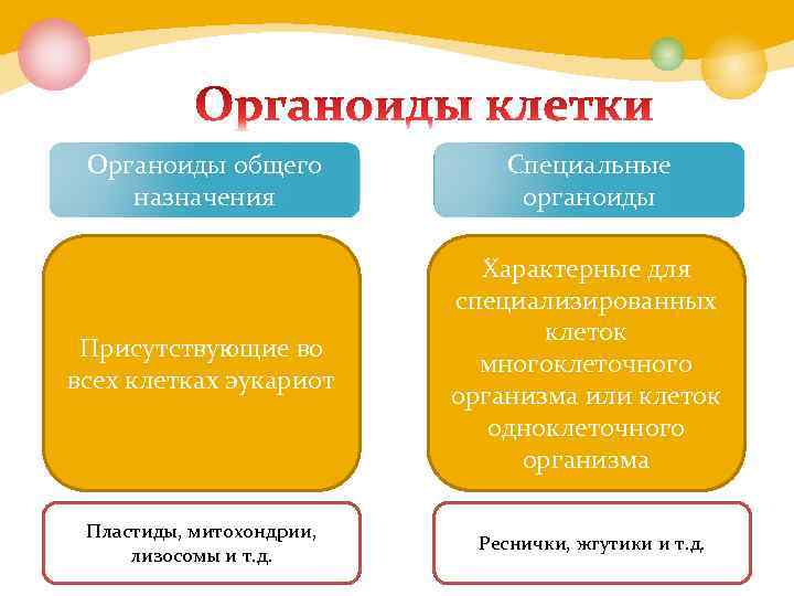 Органоиды общего назначения Специальные органоиды Присутствующие во всех клетках эукариот Характерные для специализированных клеток
