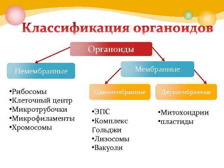 Рассмотрите предложенную схему классификации органоидов клетки запишите в ответ пропущенный термин