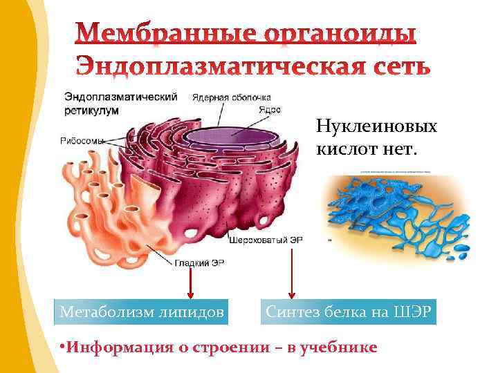 Нуклеиновых кислот нет. Метаболизм липидов Синтез белка на ШЭР • Информация о строении –