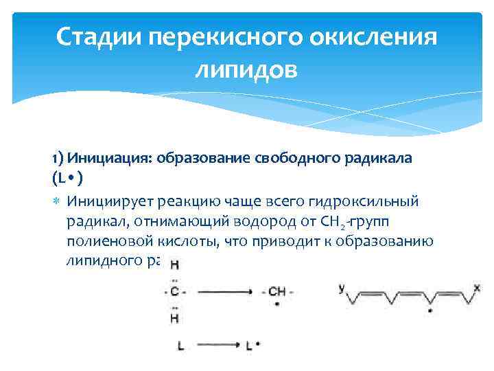 Стадии перекисного окисления липидов 1) Инициация: образование свободного радикала (L • ) Инициирует реакцию