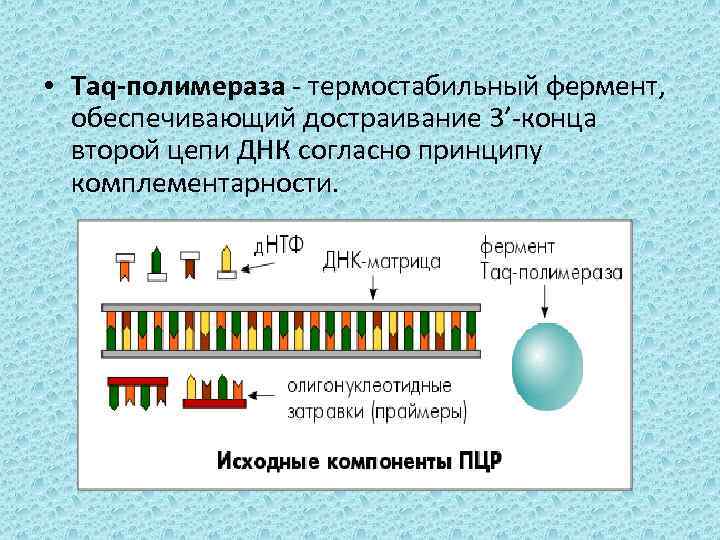  • Taq-полимераза - термостабильный фермент, обеспечивающий достраивание 3’-конца второй цепи ДНК согласно принципу