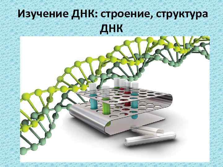  Изучение ДНК: строение, структура ДНК 