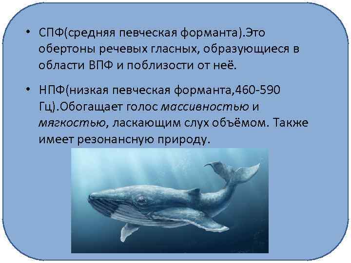  • СПФ(средняя певческая форманта). Это обертоны речевых гласных, образующиеся в области ВПФ и