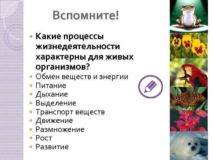 Вспомните! Какие процессы жизнедеятельности характерны для живых организмов? Обмен веществ и энергии Питание Дыхание