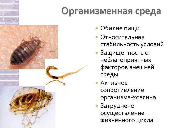 Организменная среда Обилие пищи Относительная стабильность условий Защищенность от неблагоприятных факторов внешней среды Активное