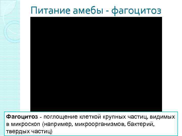 Питание амебы - фагоцитоз Фагоцитоз - поглощение клеткой крупных частиц, видимых в микроскоп (например,