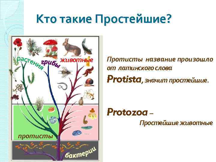 Кто такие Простейшие? 2 животные Протисты название произошло от латинского слова Protista, значит простейшие.