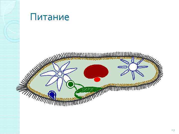 Питание 23 