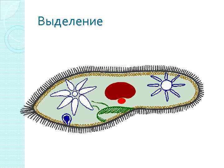 Выделение 