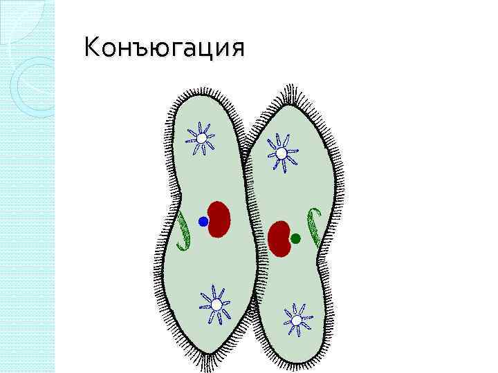 Деление одноклеточных. Размножение инфузорий конъюгация. Конъюгация протистов. Конъюгация инфузорий рис. Конъюгация у одноклеточных.