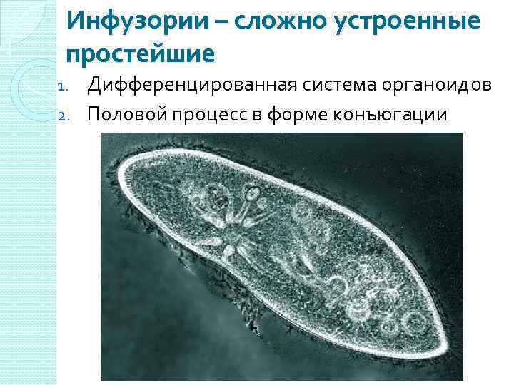 Инфузории – сложно устроенные простейшие Дифференцированная система органоидов 2. Половой процесс в форме конъюгации