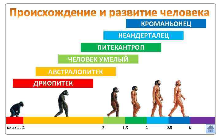 Составить схему основные этапы эволюции человека от дриопитека до человека разумного