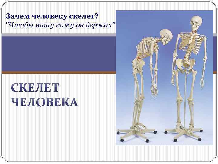 Зачем скелет. Зачем человеку скелет. Скелет человека презентация. Особенности скелета человека. Презентация на тему скелет человека.
