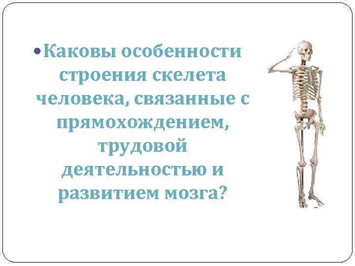 Признак строения позвоночника связанный с прямохождением. Приспособления скелета к прямохождению. Особенности скелета человека. Особенности строения скелета человека. Особенности строения чел.