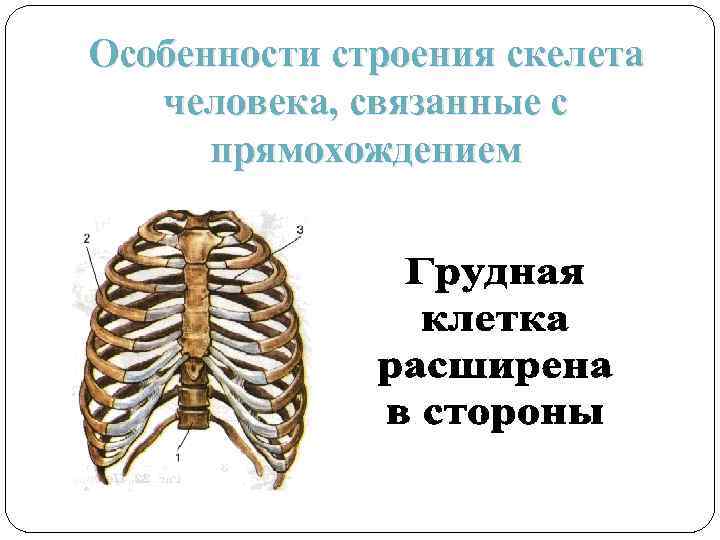 Признак строения человека связанный с прямохождением. Особенности строения скелета. Особености строение скелета человека. Изменения в скелете человека в связи с прямохождением. Особенности человека связанные с прямо хождение.