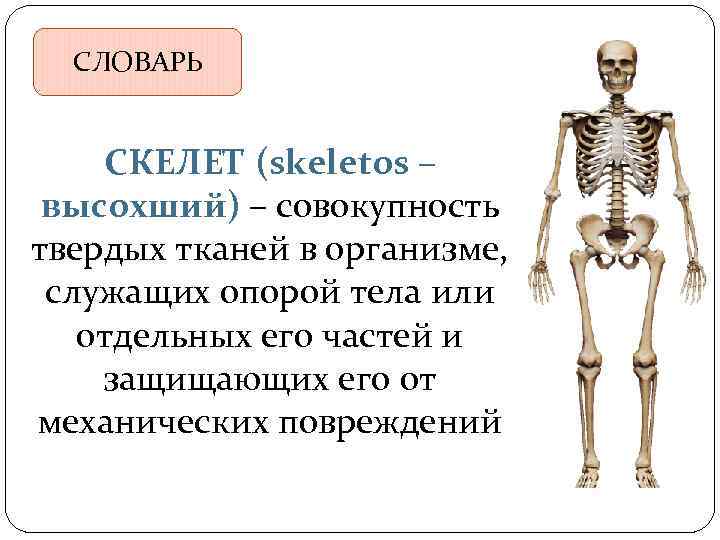 Зачем скелет. Скелет 3 класс окружающий мир. Скелет опора. Презентация на тему скелет человека. Скелет служит для.