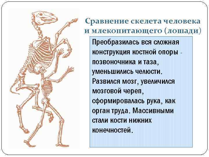 Особенности скелета млекопитающих 8 класс