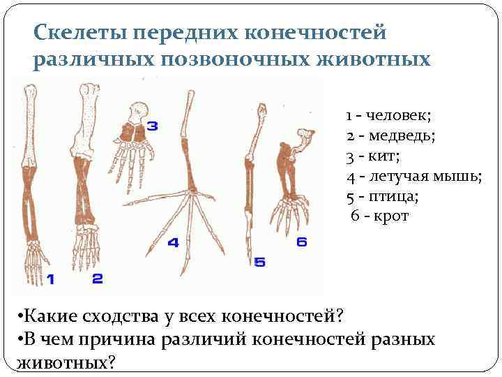 Скелет конечностей развитие. Строение пятипалой конечности. Скелет передней конечности наземного позвоночного. Строение скелета передней конечности. Строение скелета передних конечностей позвоночных.