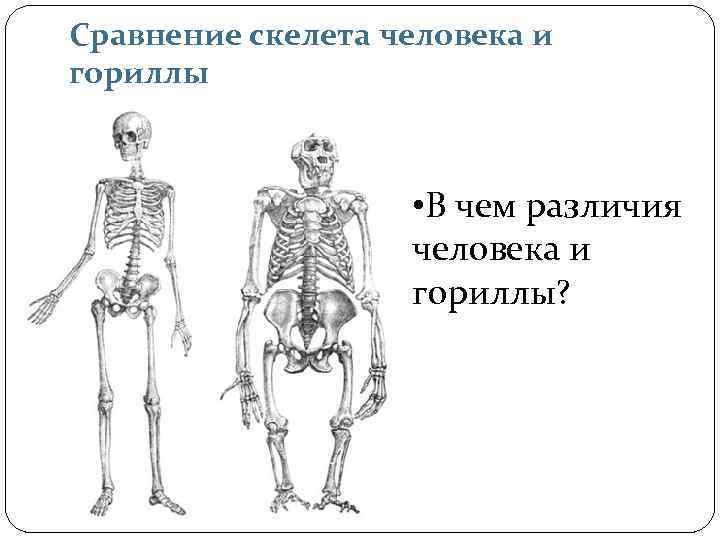 Отличие человека от животного скелет. Скелет гориллы и человека сравнение. Сходства и различия человека и гориллы.