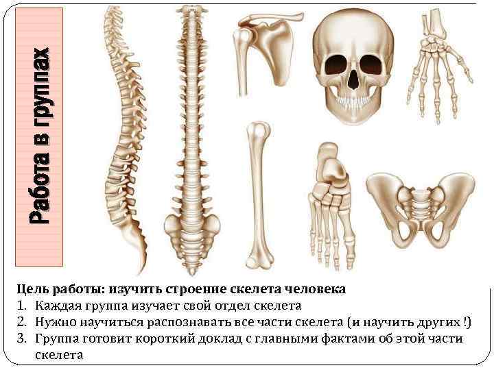 Строение осевого скелета человека. Осевой скелет анатомия. Общий план строения скелета.
