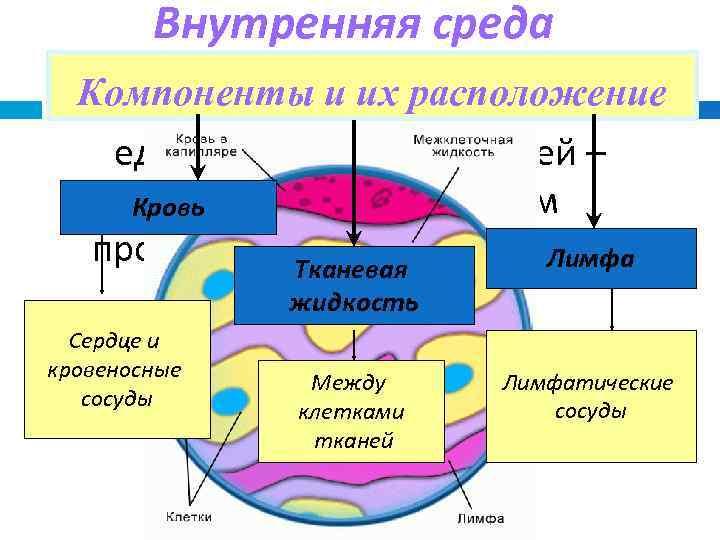 Внутренняя среда тканевая жидкость