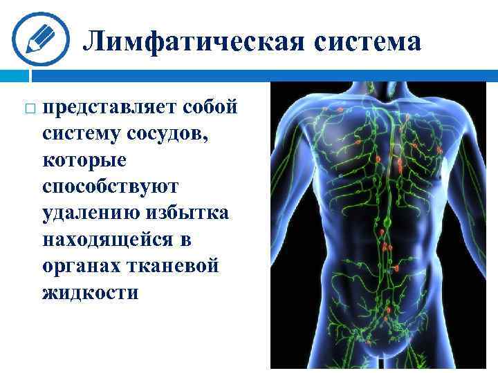 Лимфатическая система представляет собой систему сосудов, которые способствуют удалению избытка находящейся в органах тканевой
