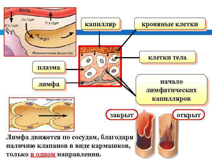 Схема превращения жидкостей внутренней среды организма