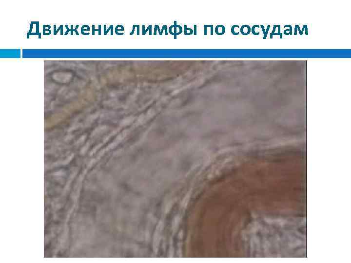 Движение лимфы по сосудам 