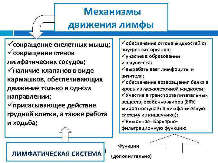 Механизмы движения лимфы üсокращение скелетных мышц; üсокращение стенок лимфатических сосудов; üналичие клапанов в виде