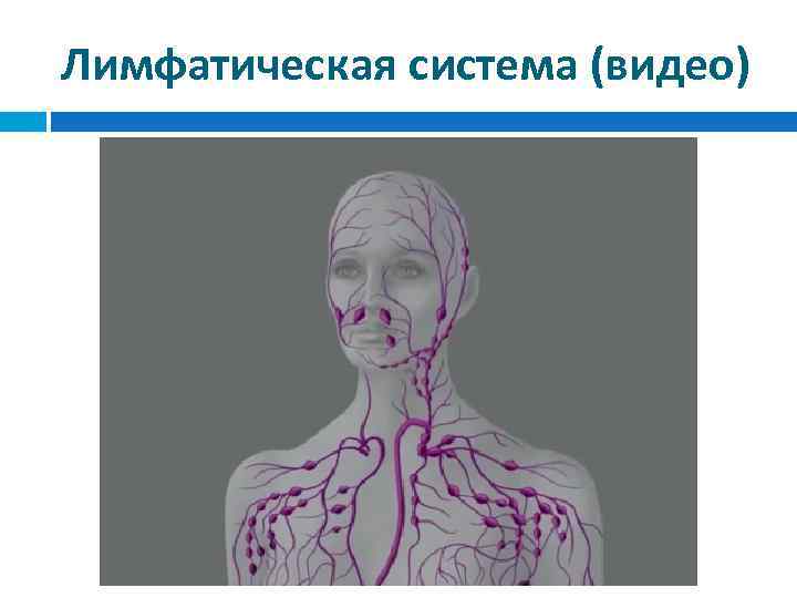 Лимфатическая система (видео) 