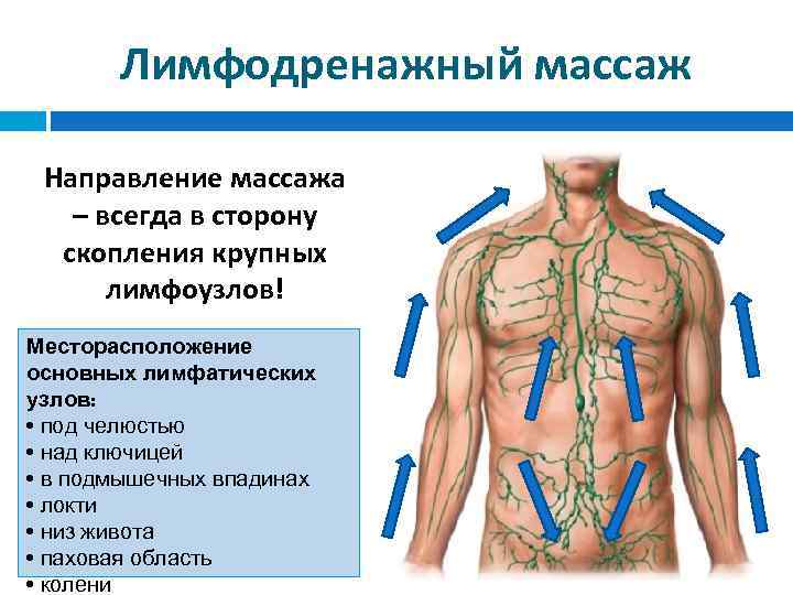 Лимфодренажный массаж Направление массажа – всегда в сторону скопления крупных лимфоузлов! Месторасположение основных лимфатических