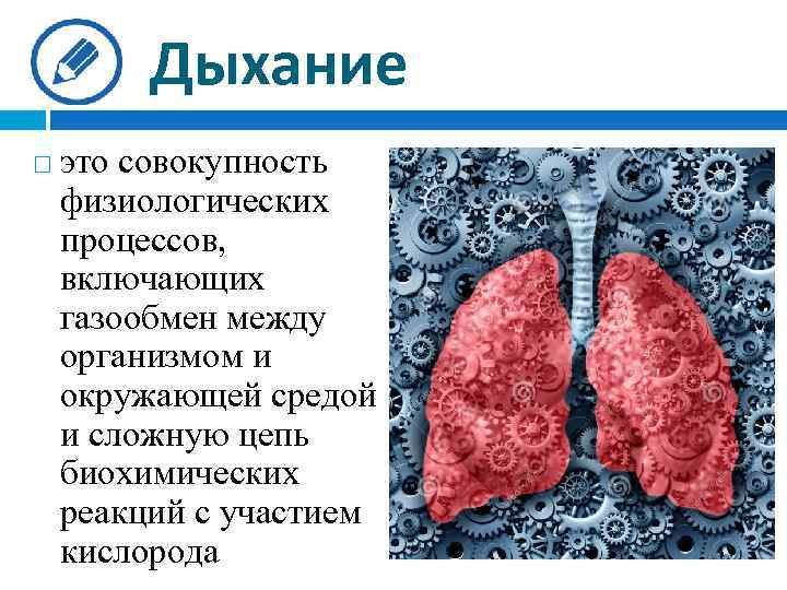 Дыхание это совокупность физиологических процессов, включающих газообмен между организмом и окружающей средой и сложную