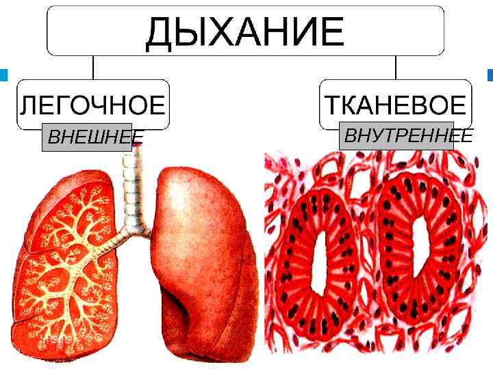 ВНЕШНЕЕ ВНУТРЕННЕЕ 