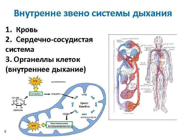 Внутренне звено системы дыхания 1. Кровь 2. Сердечно-сосудистая система 3. Органеллы клеток (внутреннее дыхание)